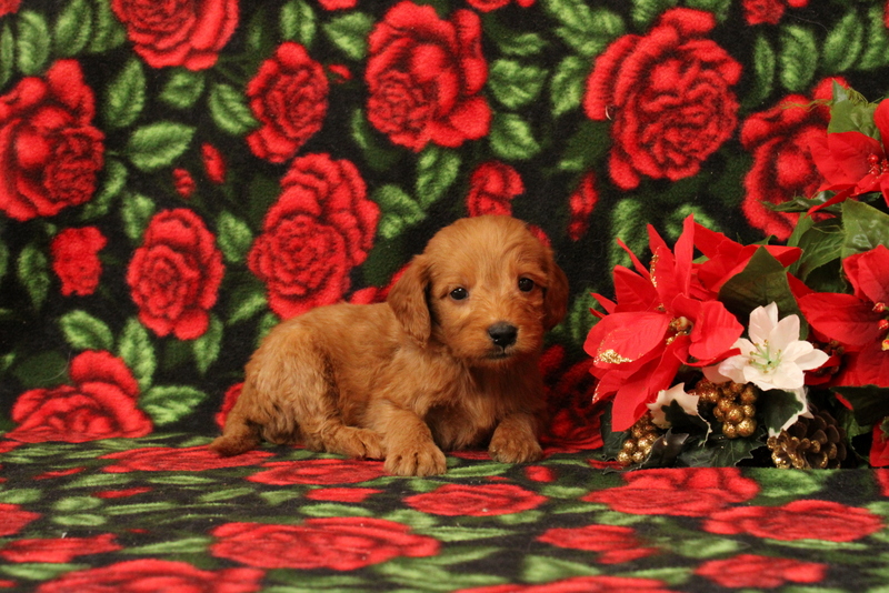 puppy, for, sale, Mini Goldendoodle F1, Matthew B. Stoltzfus, dog, breeder, Gap, PA, dog-breeder, puppy-for-sale, forsale, nearby, find, puppyfind, locator, puppylocator, aca